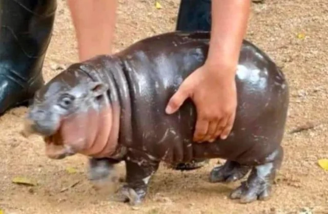 A chunky screaming baby hippo.